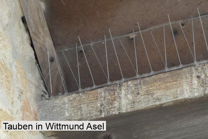 Tauben in Wittmund Asel